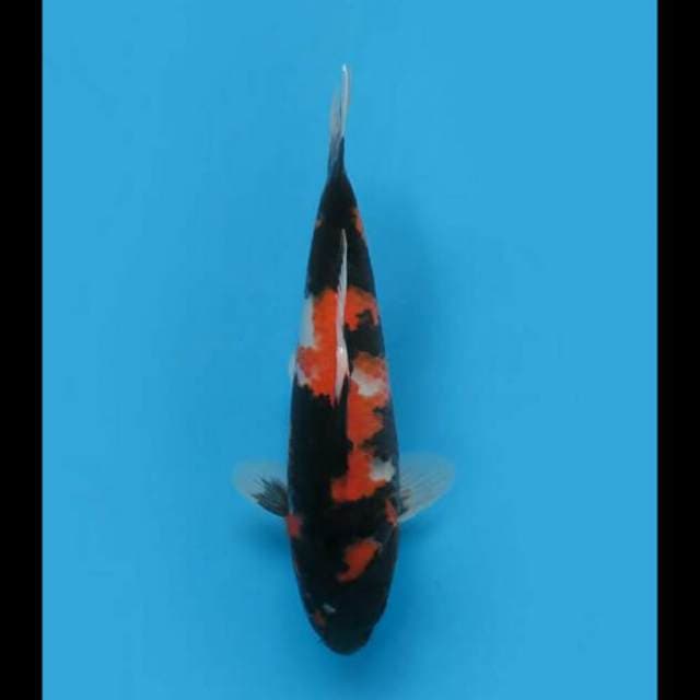 31cm Female - Showa Jet Black