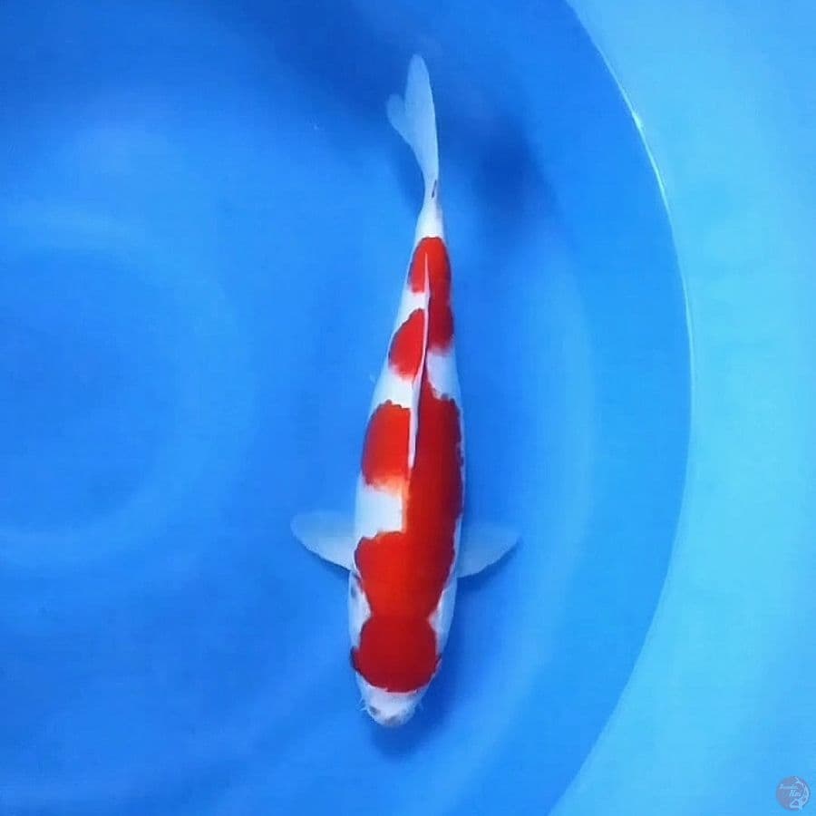 HQ Kohaku 35 FM