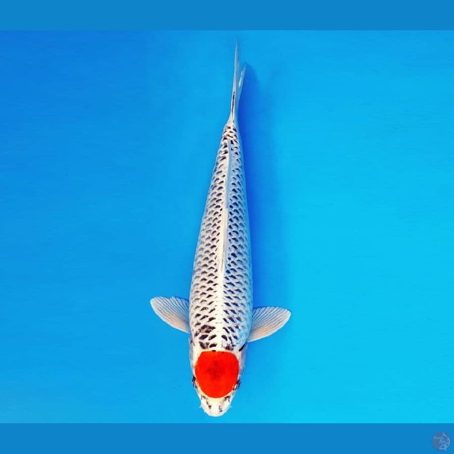 AMAYADORI 3 ~ Tancho Kujaku 37 cm/male ™