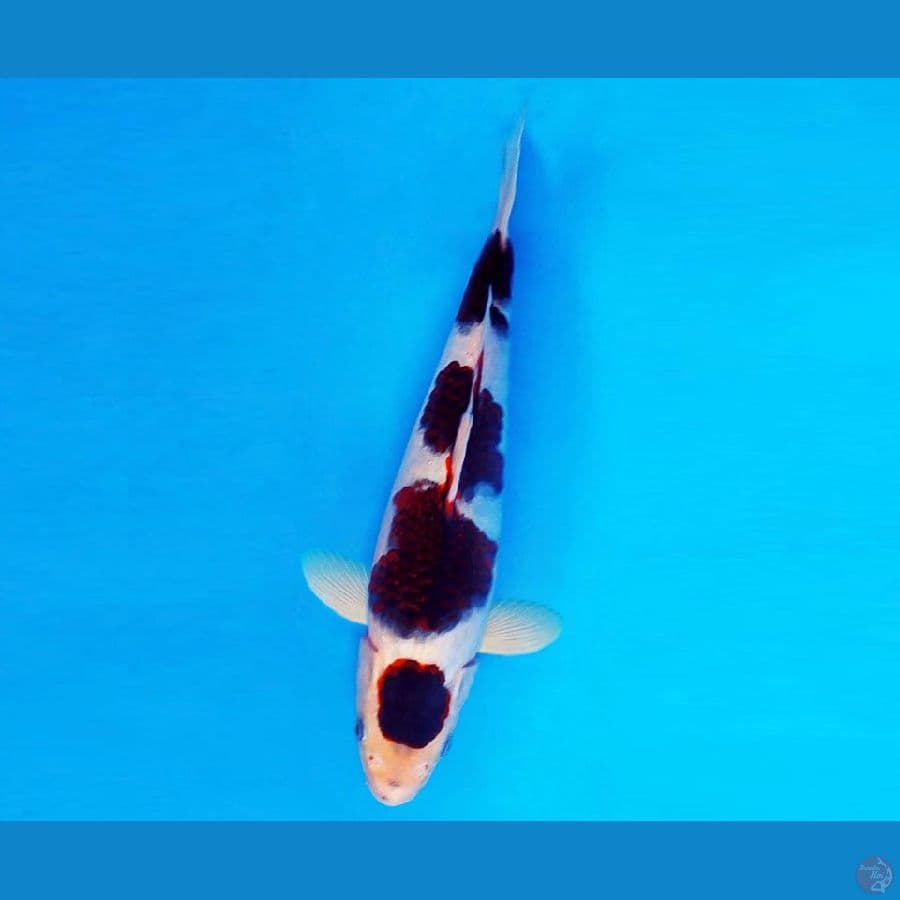 AMAYADORi 5 ~ Budo Goromo 27 cm/male ™