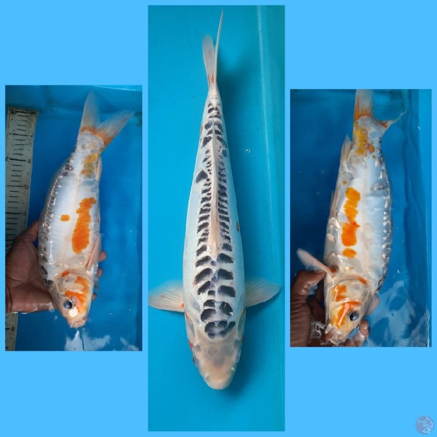 Shusui 38cm male