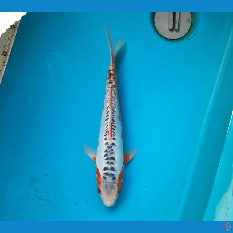 Shusui 30cm male