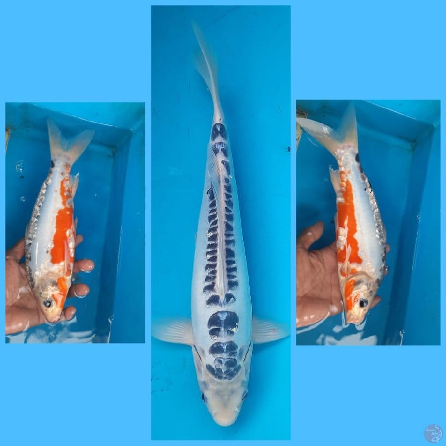 Shusui 31cm Male