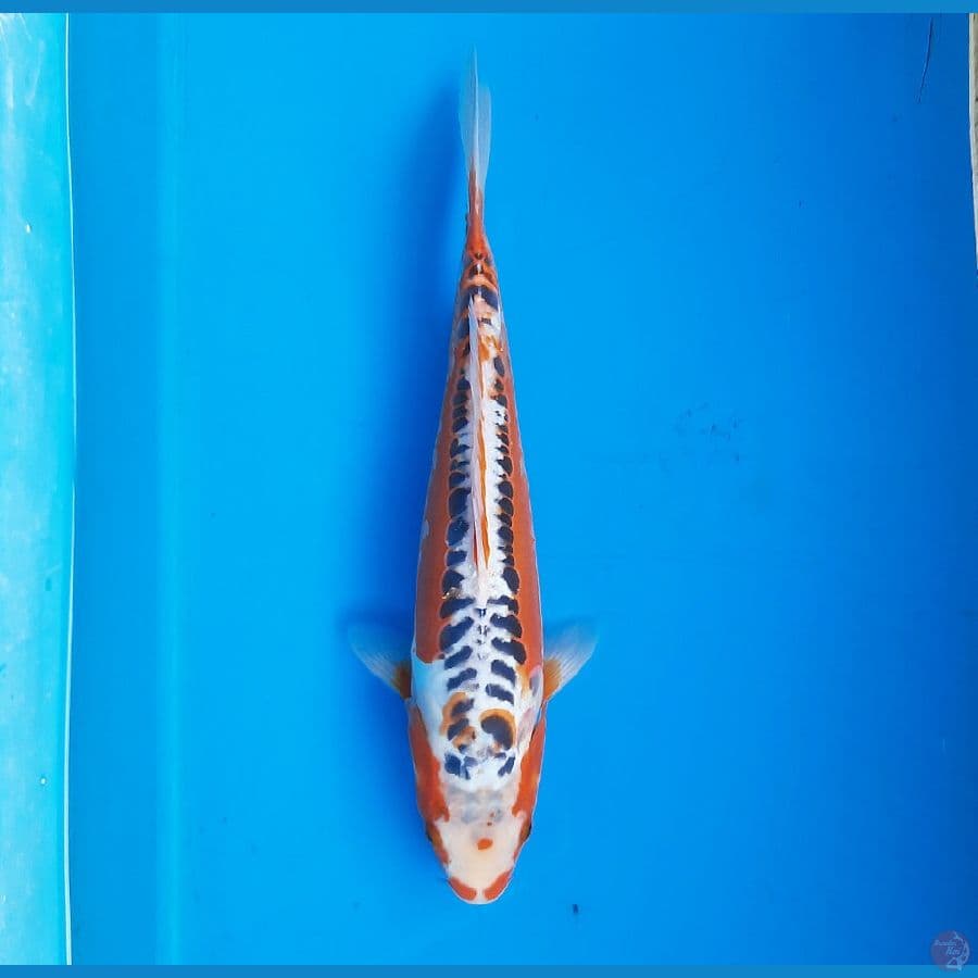 Hana shusui 35cm male