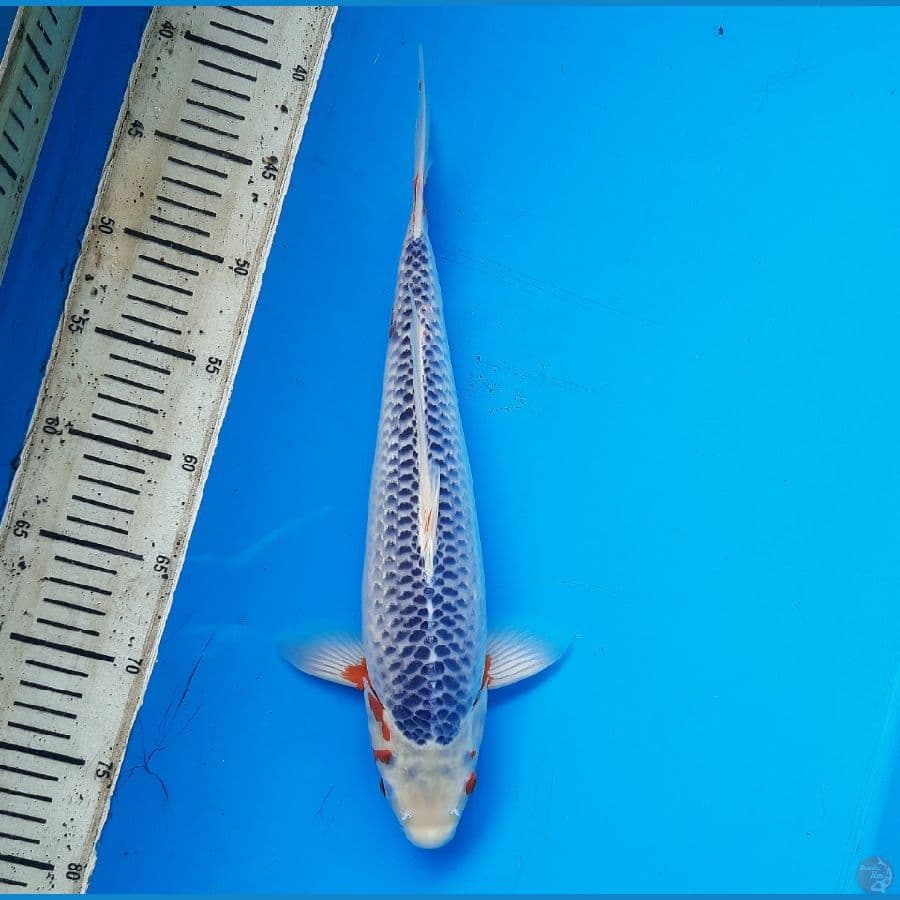 Asagi 36cm male