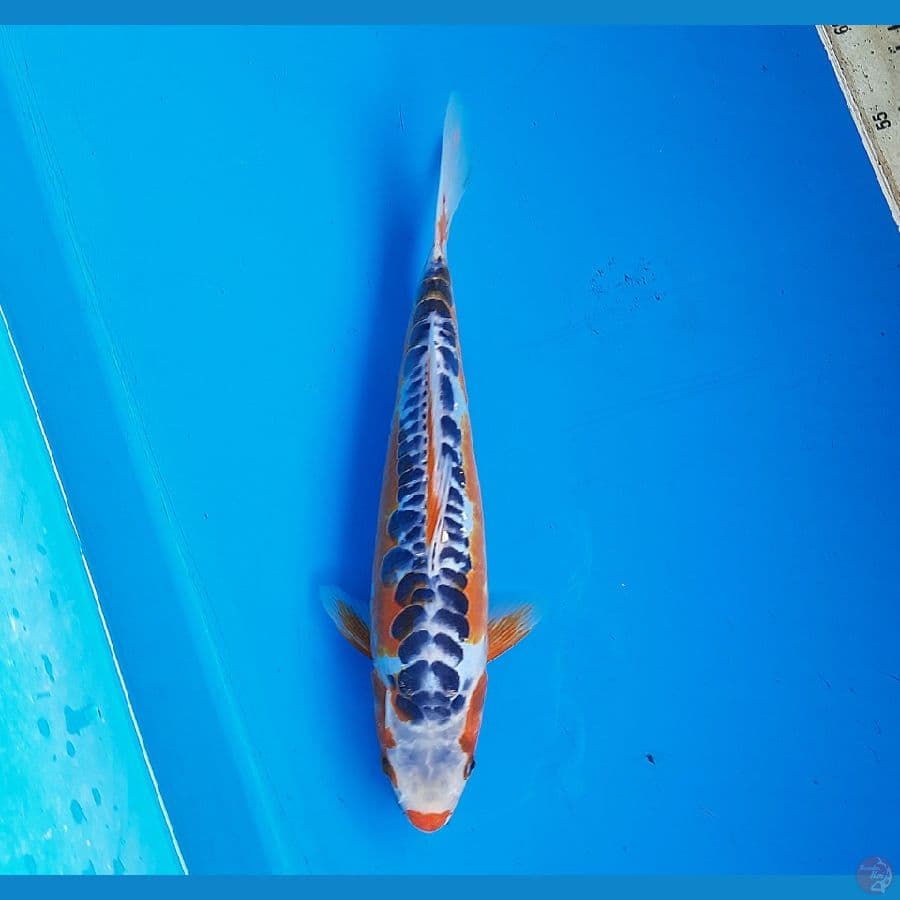 Shusui 31cm male