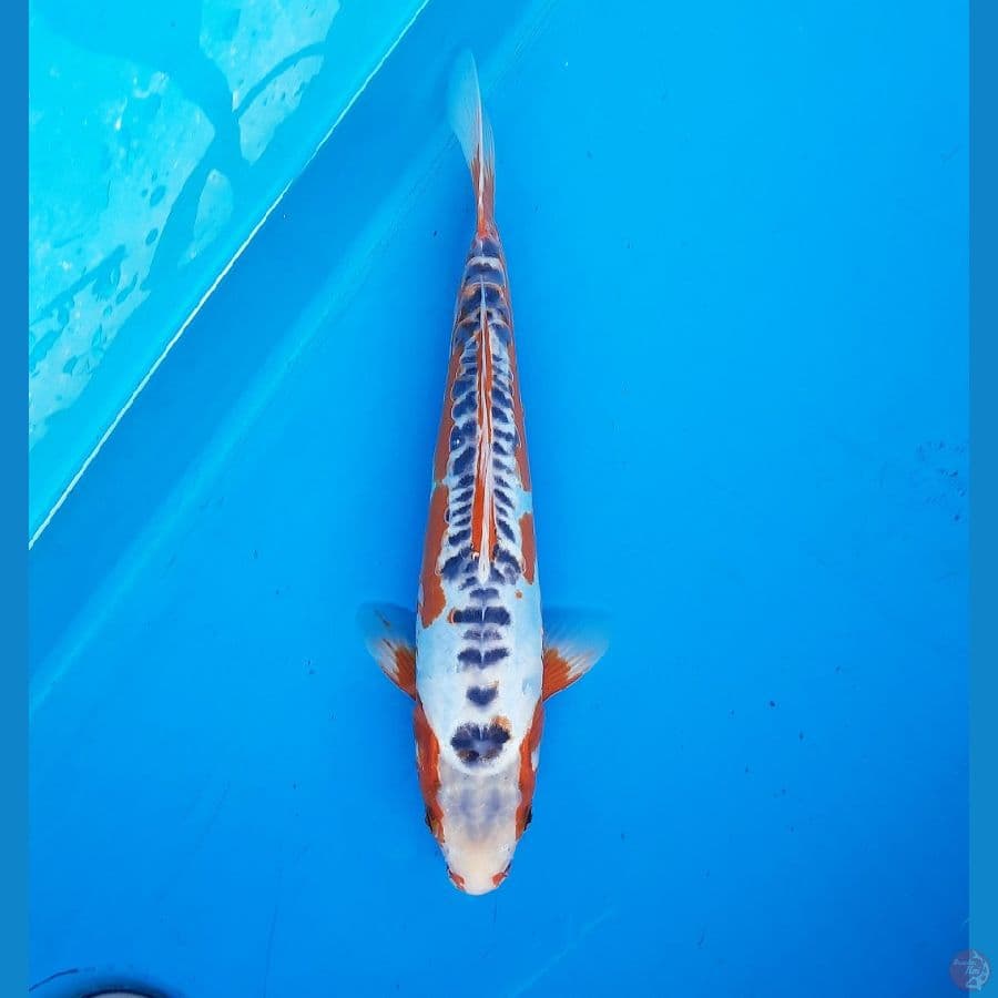 Shusui 31cm male