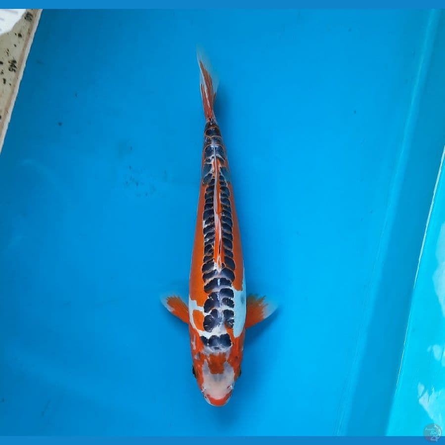 Shusui 32cm male