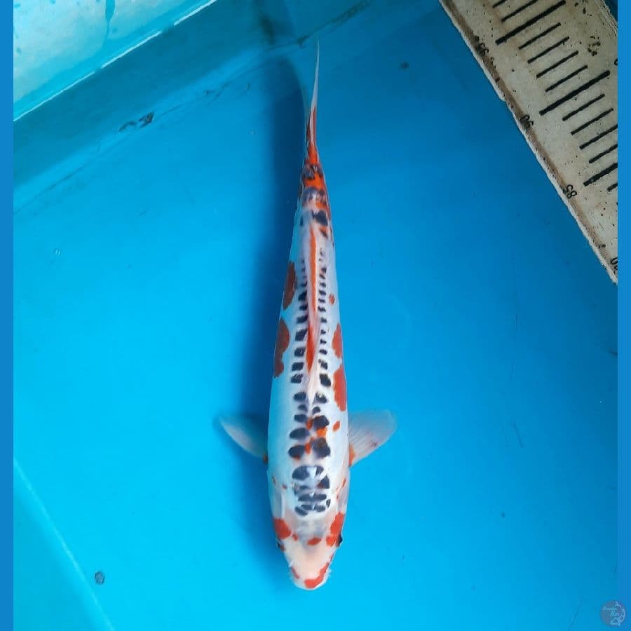 Shusui 31cm male