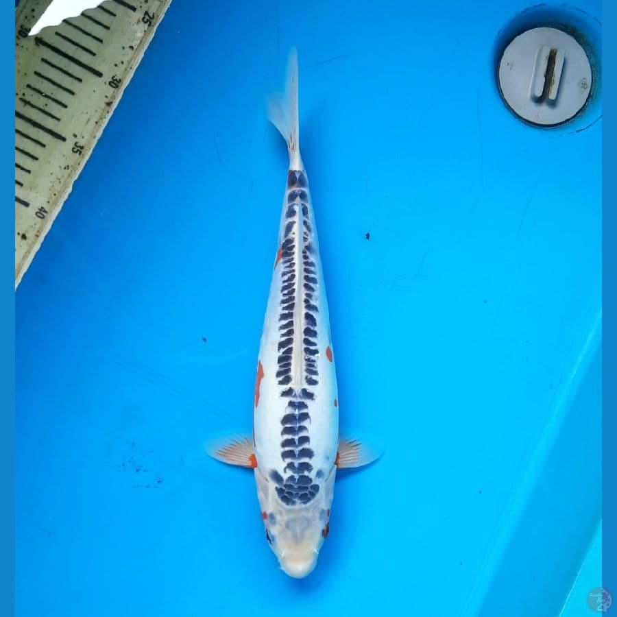 Shusui 33cm female