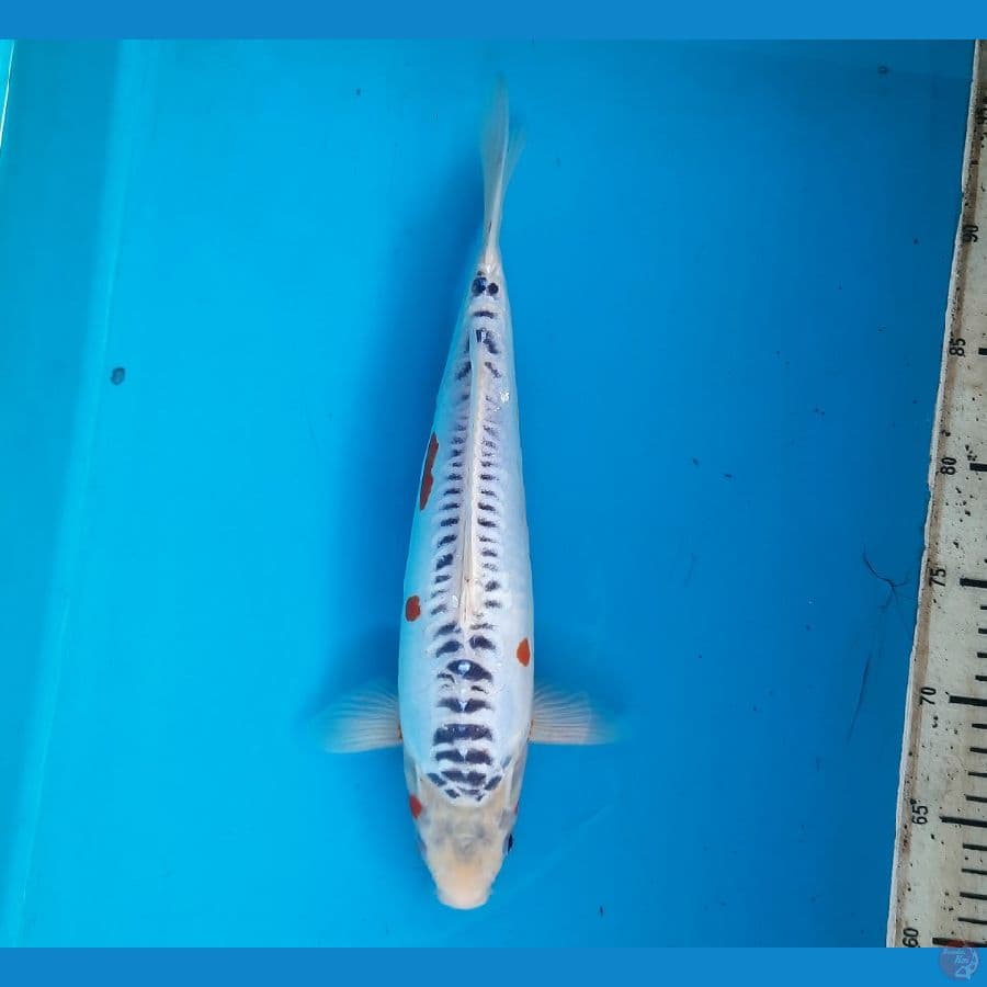 Shusui 33cm male