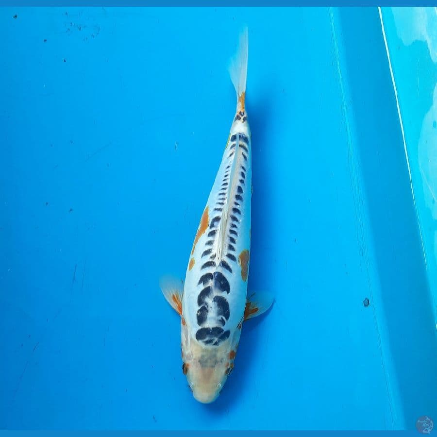 Shusui 32cm female