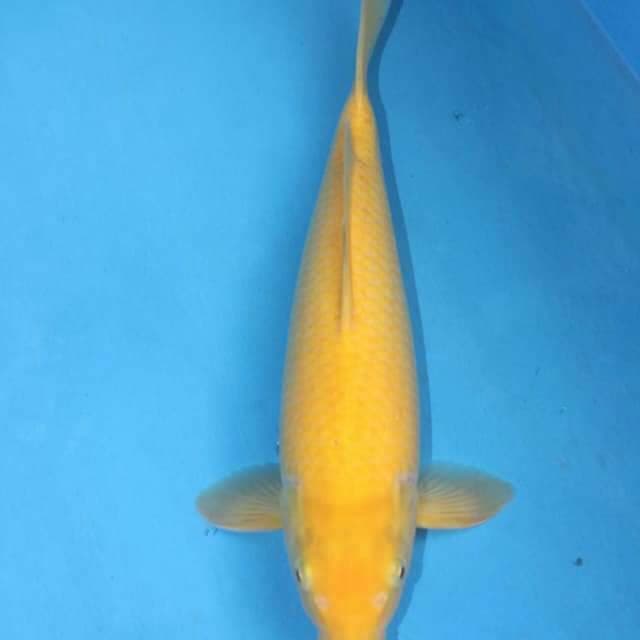 Karasi Mata merah 50up