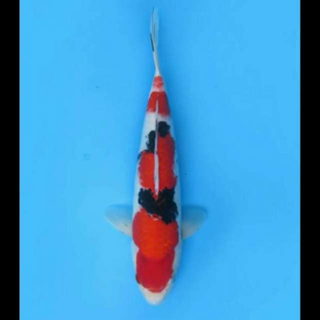 30cm Female - Sanke Hq