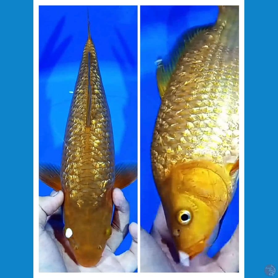 Karamel 35CM Punuk Tinggi
