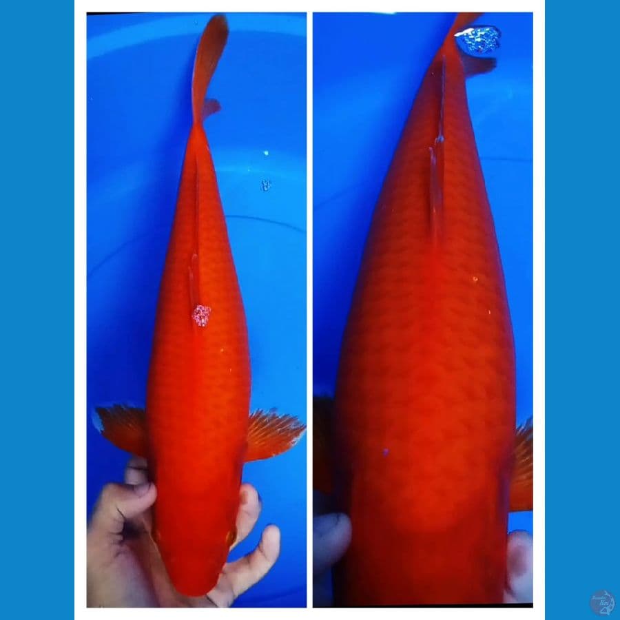 BeniGoi 41CM FEMALE