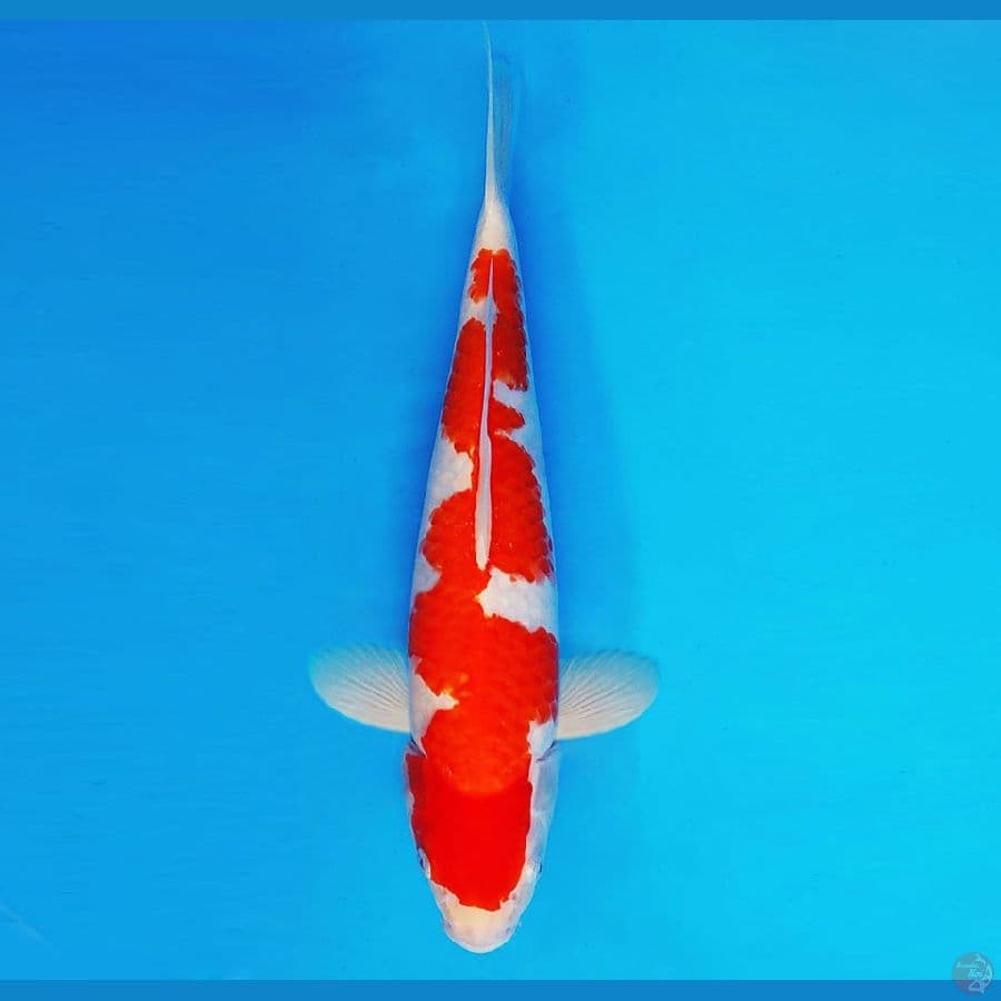AMAYADORI 9 ~ Inazuma Kohaku 34 cm/male ™