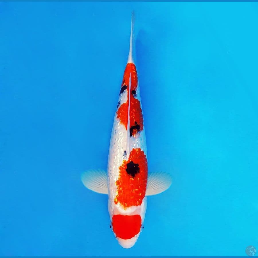 AMAYADORI 10 ~ Sanke Gin Rin 34 cm/male ™