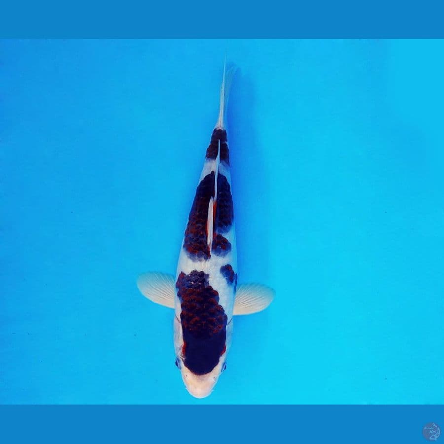 AMAYADORI 11 ~ Budo Goromo 24 cm/fm ™