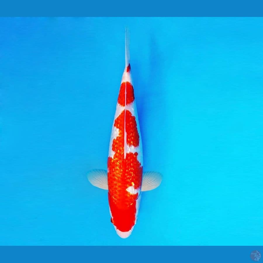 AMAYADORI 12 ~ Kohaku Gin Rin 30 cm/fm ™