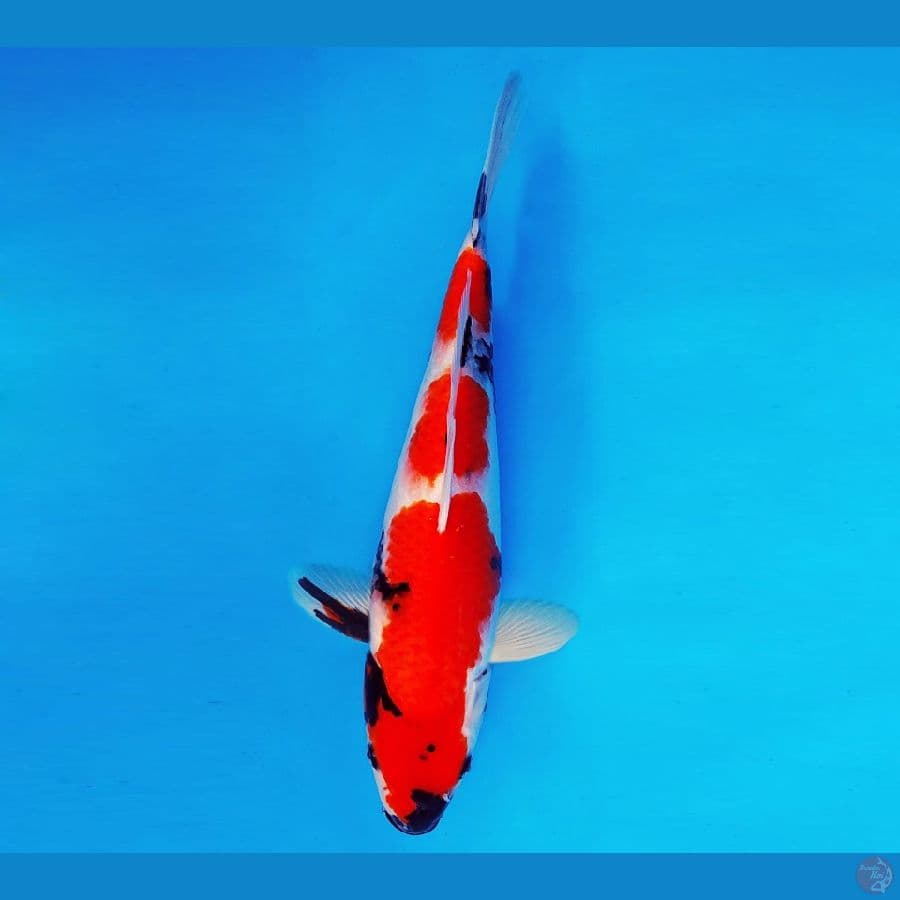 AMAYADORI 13 ~ Showa Evo 35 cm/male ™