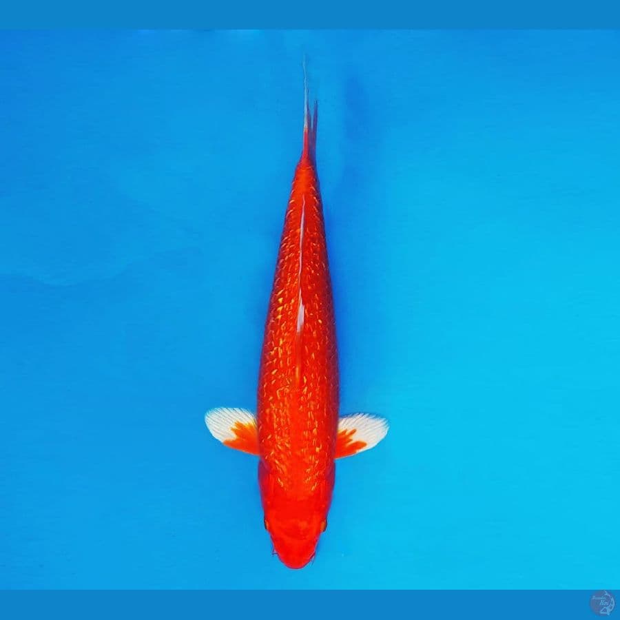 AMAYADORI 14 ~ Hikari Aka Hajiro 28 cm/male ™