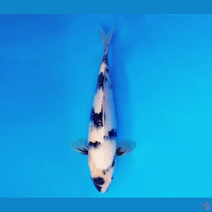 AMAYADORI 15 ~ Shiro Evo 38 cm/fm ™