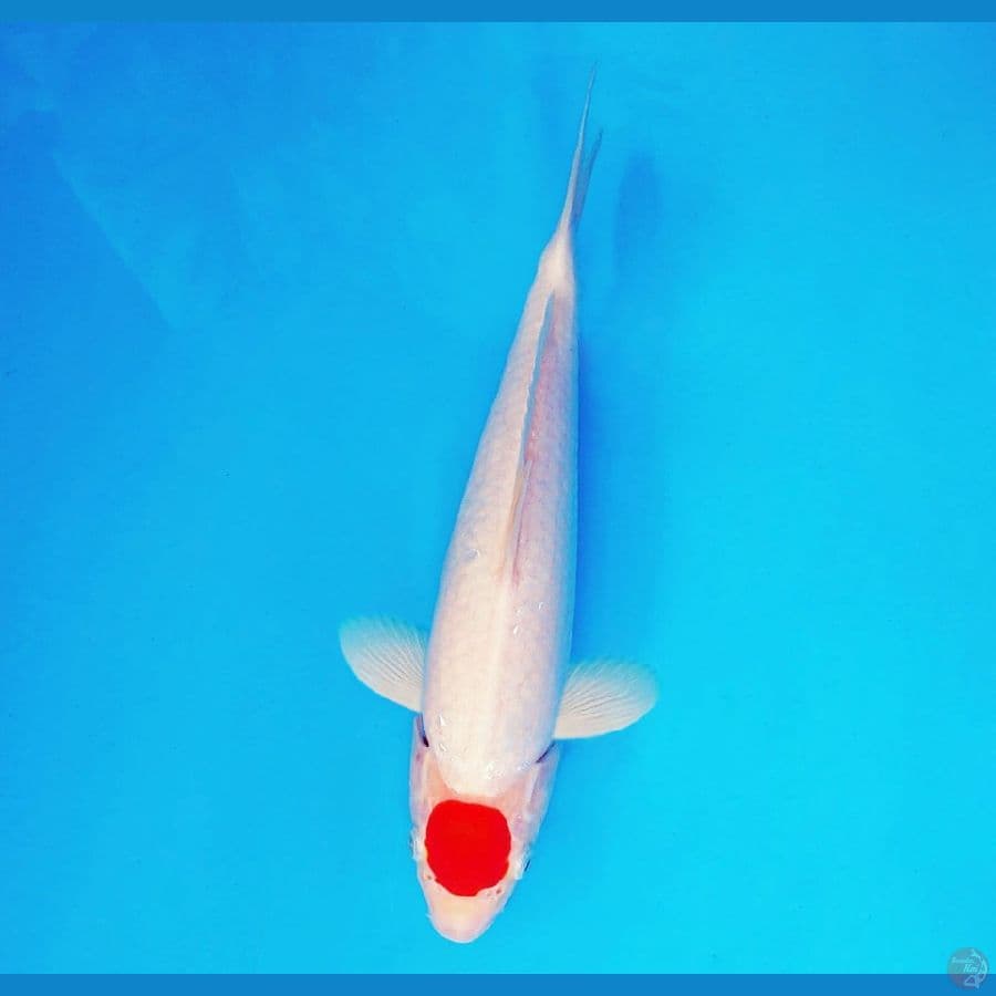 AMAYADORI 16 ~ Tancho 27 cm/fm ™