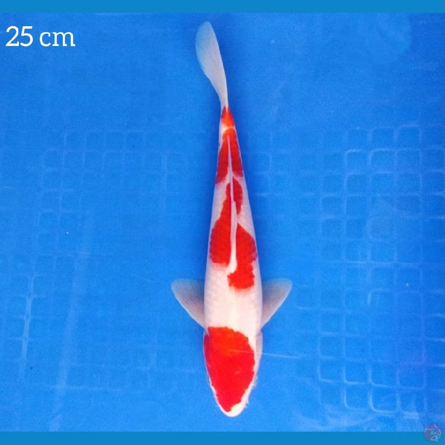 kohaku