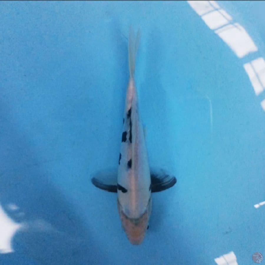 Shiro 21 cm