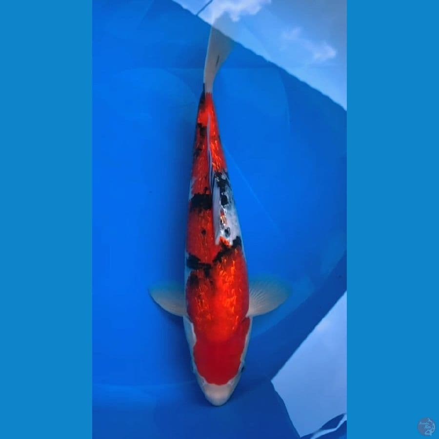 sanke ginrin red strong HQ male 35bu