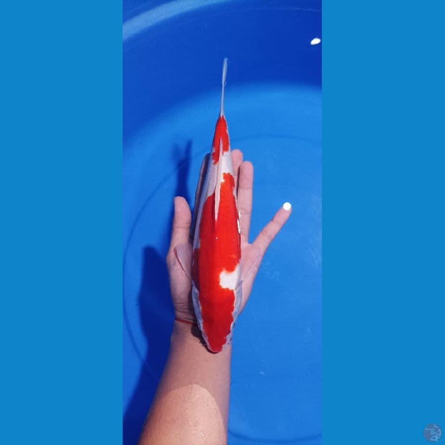 kohaku 28 cm male