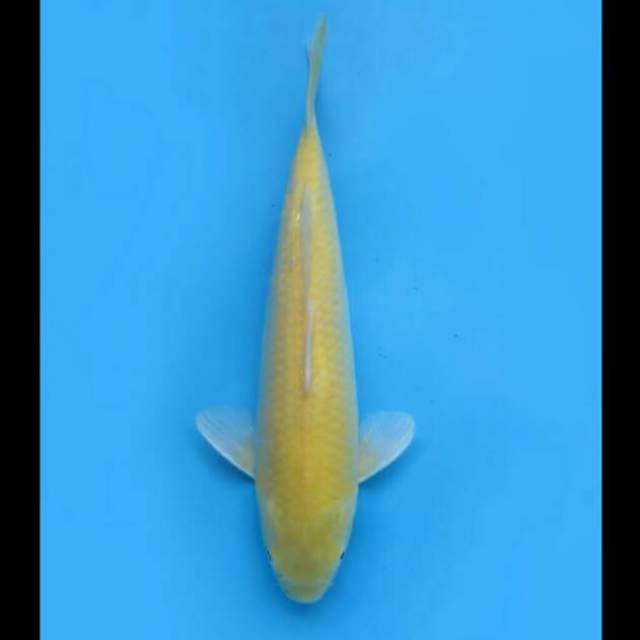 35cm Female - Hq F1 Karasigoi Red Eye