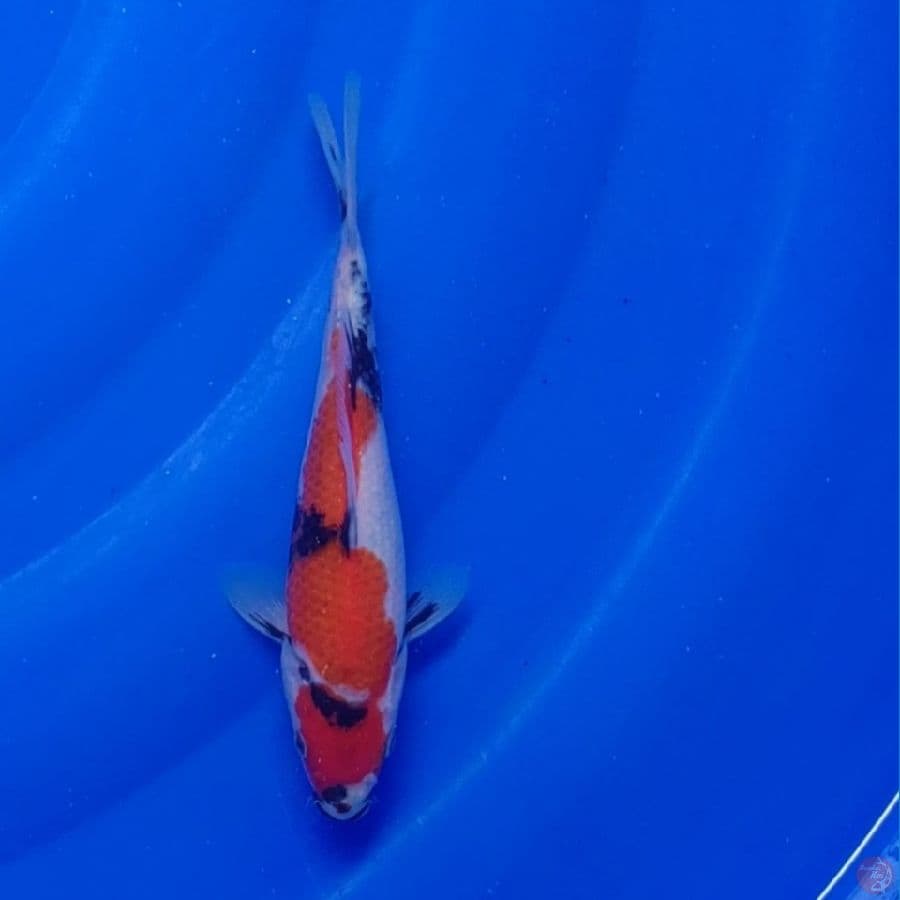Koi Import Jepang Showa (Sertifikat Tanaka) 21cm Super