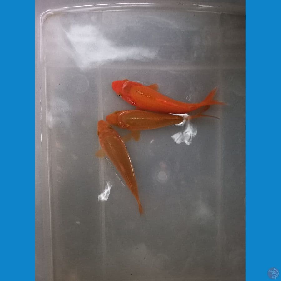 2 Chagoi & Karasi Red, 20Bu