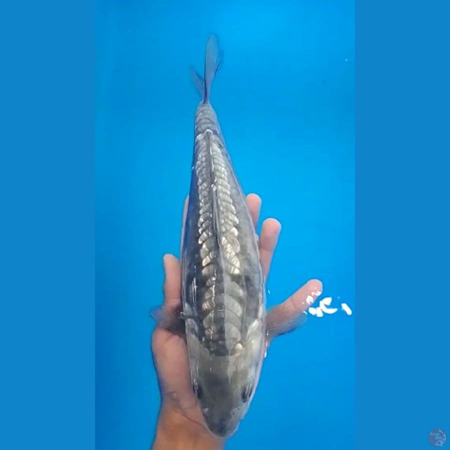 34cm soragoi aragoke ginrin