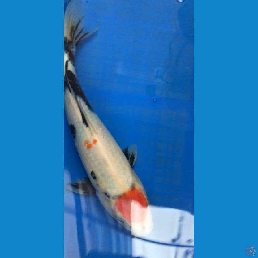 TANCHO SHOWA ORI 28cm