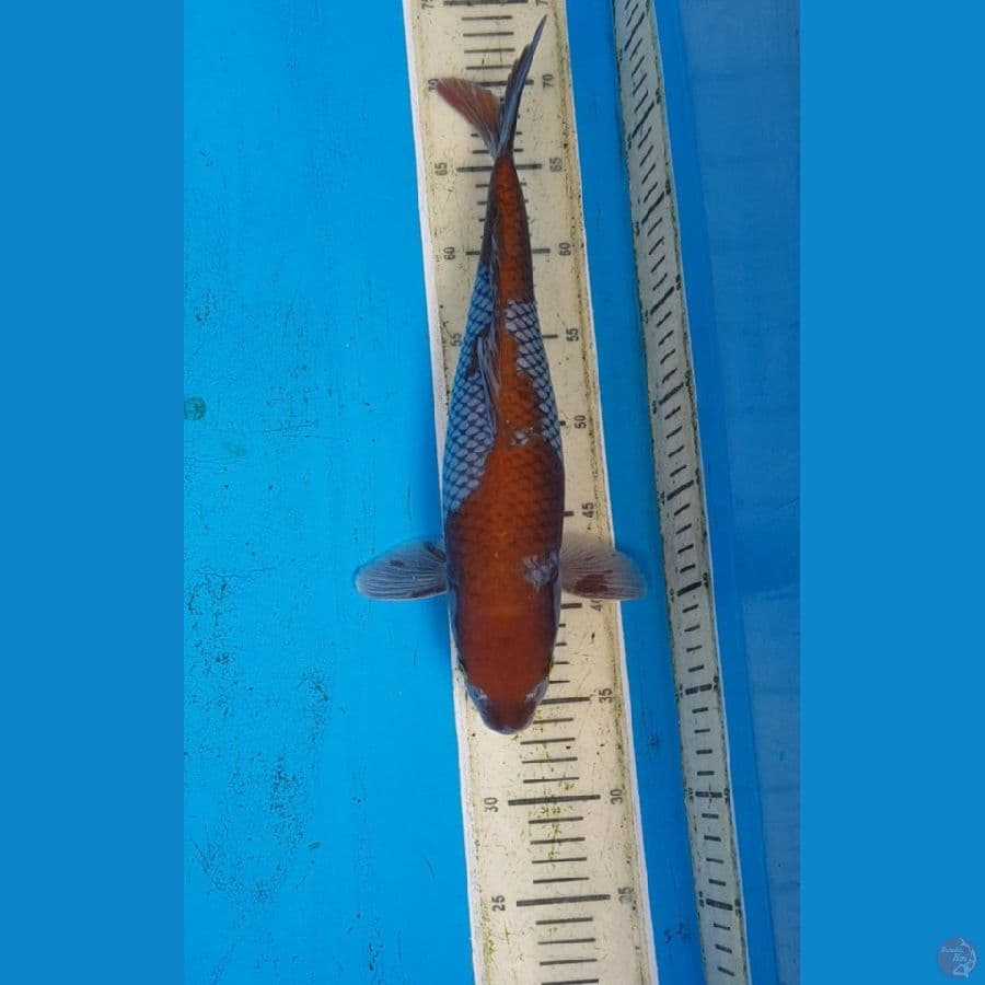OCHIBA 38 cm