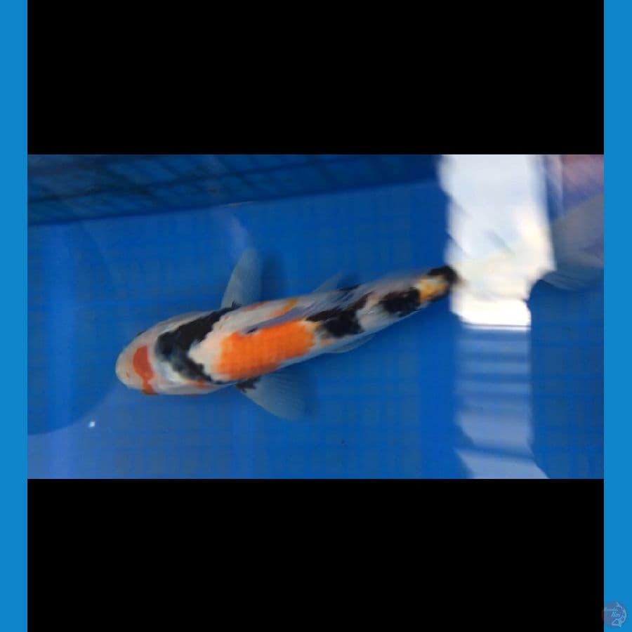 SHOWA ORI 22cm