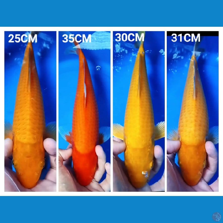 Mix Polos Corn