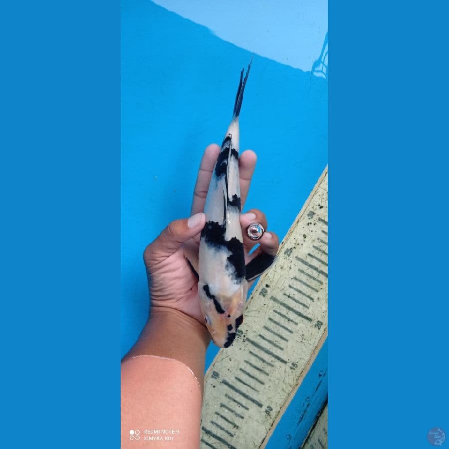 shiro 26cm