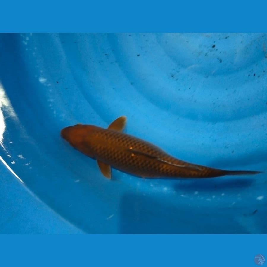 cagoi 42cm