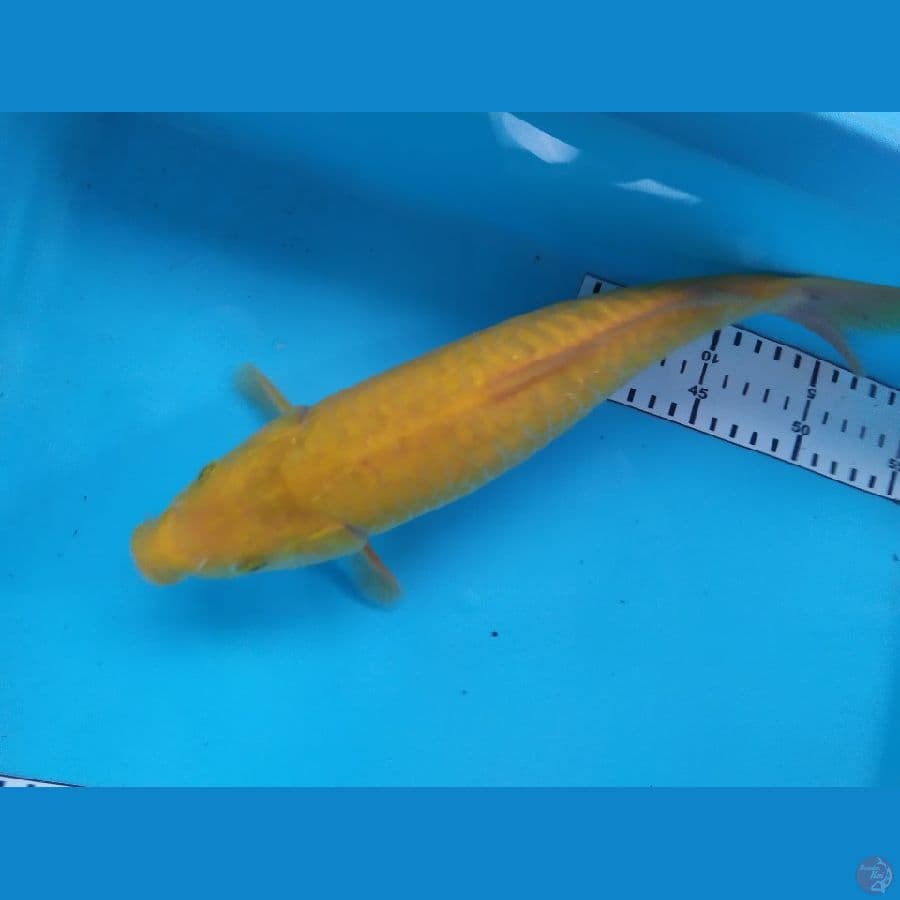 karasi sisik naga 32cm
