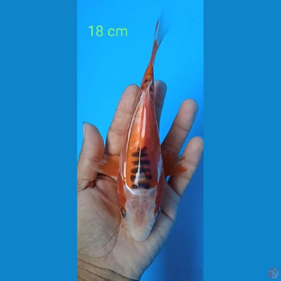 hana shusui shod body : 18 : jantan