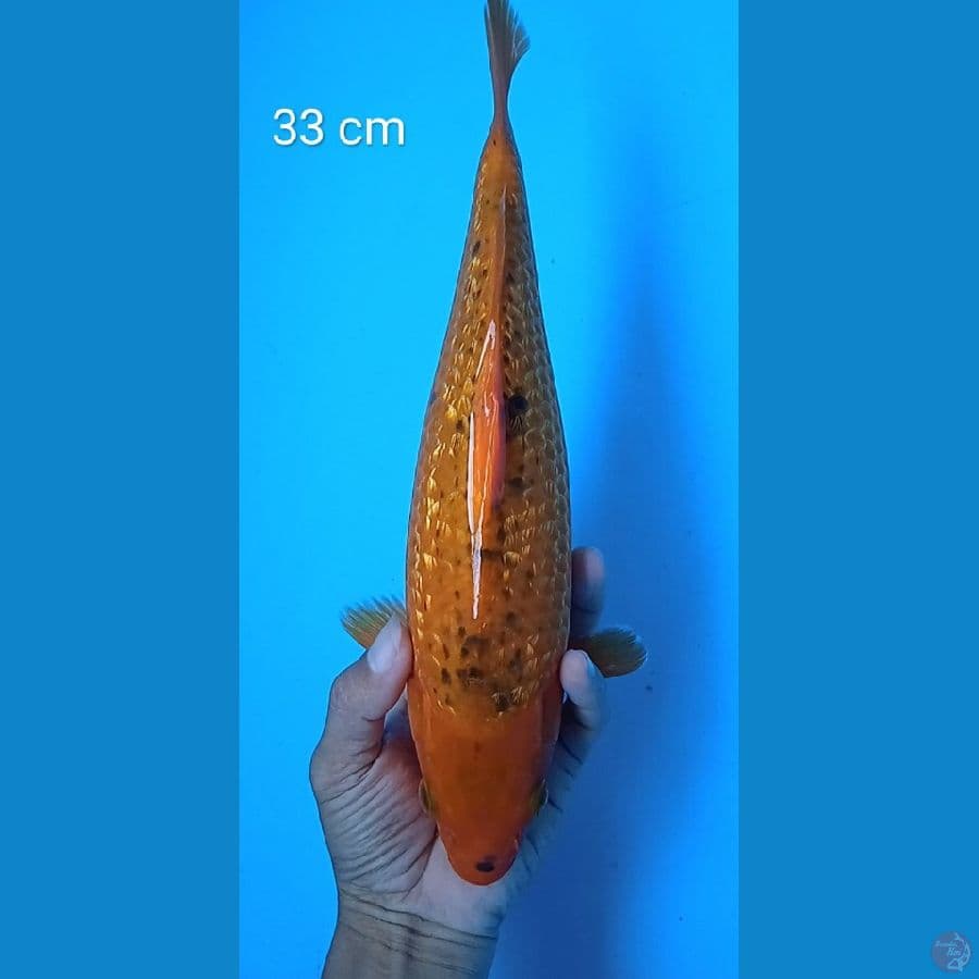 gindrin antik 33 cm