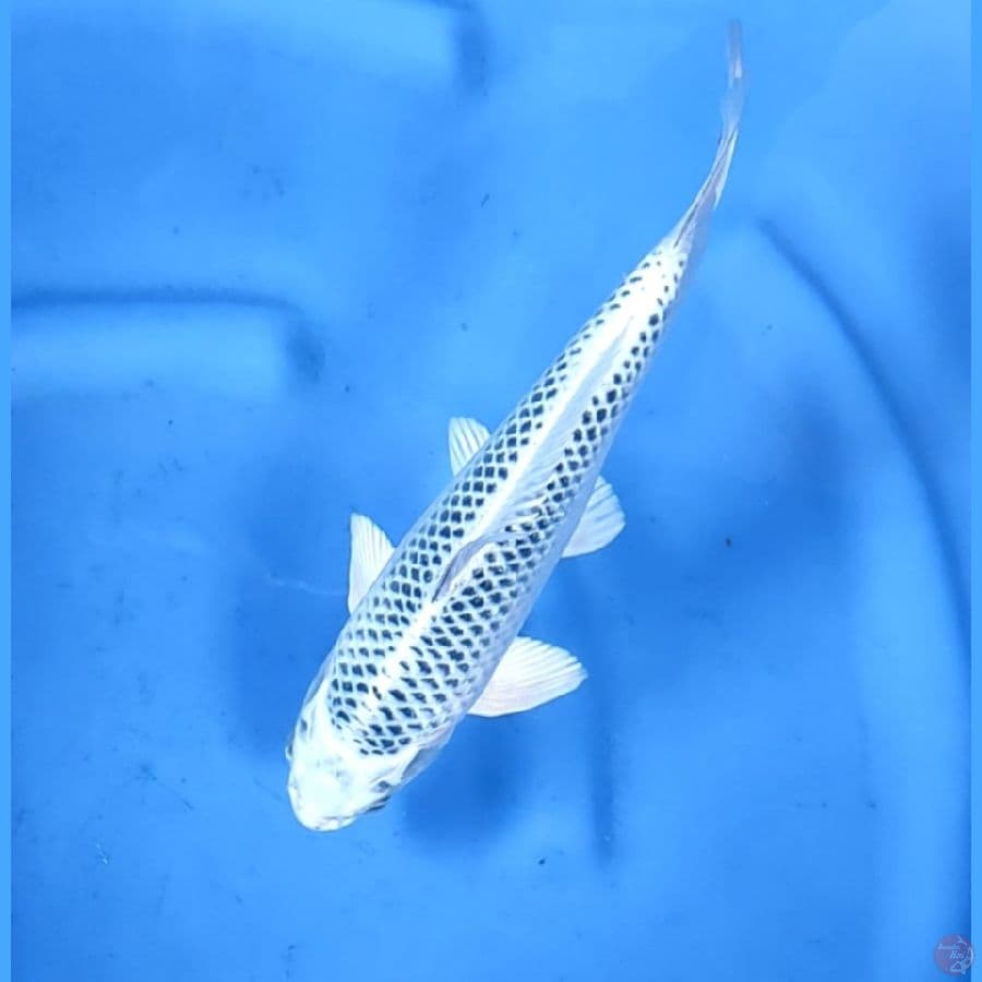 29CM # GIN MATSUBA QUALITY - M