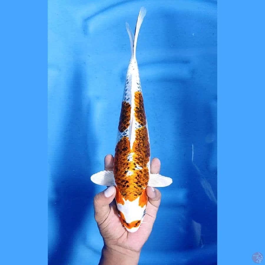 34CM # KUJAKU KEPALA BERSIH FULL HIKARI - F
