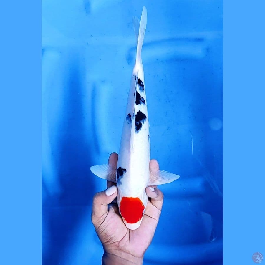 33CM # TANCHO SANKE - M