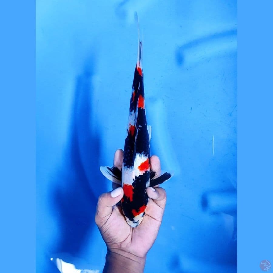 30CM # SHOWA CAKEP - M