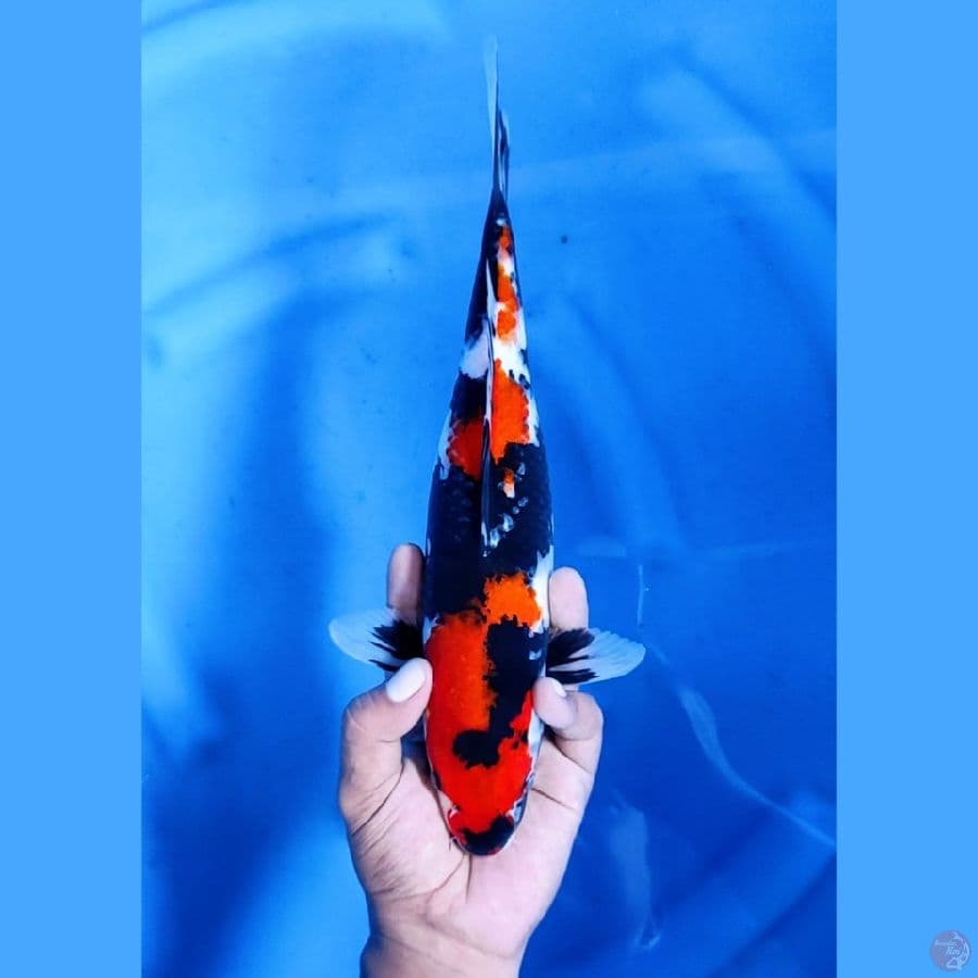 32CM # SHOWA SHANSOKU - F